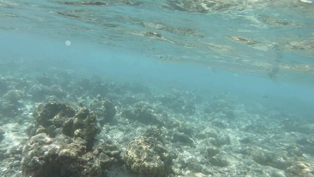 many fish in a coral reef in the Maldives