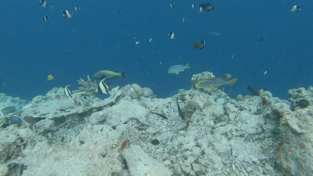 many fish in a coral reef in the Maldives