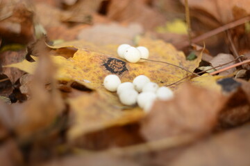 fallen autumn leaves