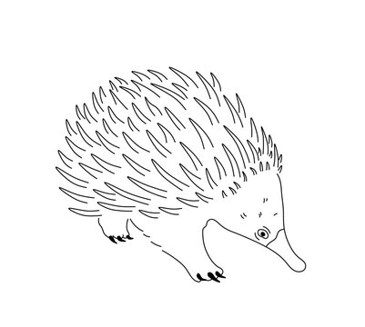 Vector isolated one single echidna hedgehog side view  colorless black and white contour line easy drawing