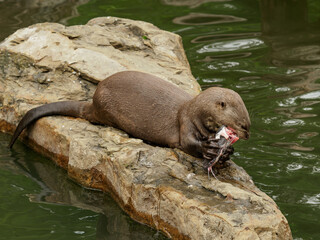 Giant otter eating fish on the rock
