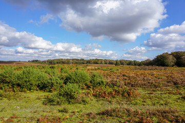 Scenic landscape overlooking moor and heathland. rural terrain with gorse and heather 