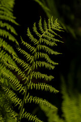 green fern leaf in the forest