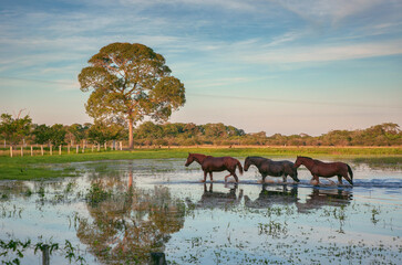 Horses swim through the swamps
