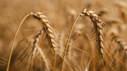 Ears of golden wheat sunset field. agriculture, agricultural farm. golden pure wheat field over blue sky summer morning, landscape wheat summer field sun sky nature, rustic background, lifestyle