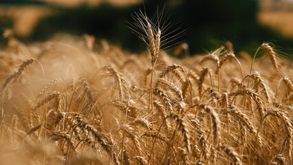 Ears of golden wheat sunset field. agriculture, agricultural farm. golden pure wheat field over blue sky summer morning, landscape wheat summer field sun sky nature, rustic background, lifestyle