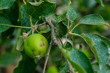 Close up shot of a diseased apple tree with an unripe fruit.