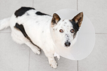 Portrait of a sad black and white small dog in a vet cone looking at the camera, top view, close up.