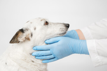 Close up profile shot of a cute black and white mongrel dog and the veterinarian. Doctor in blue...