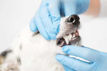 Close up profile shot of a black and white mongrel dog and the veterinarian. Doctor in blue gloves is holding dog's head, doing check up, looking at the teeth. - obrazy, fototapety, plakaty