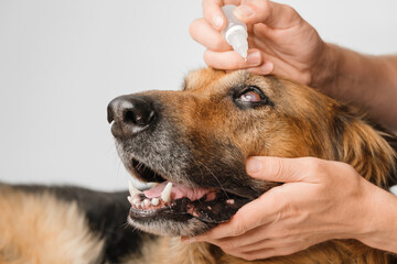 Close up shot of a man putting eye drops into German Shepherd dog's eyes with keratitis.