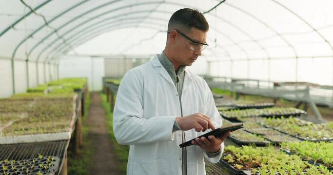 Scientist, man and tablet for greenhouse plants, farming or agriculture inspection, quality assurance and check. Science expert or farmer with food security, vegetables or growth data on digital tech