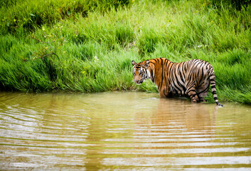 Fototapeta na wymiar A tiger on the river side.