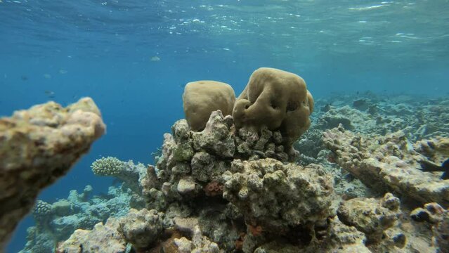 many fish in a coral reef in the Maldives