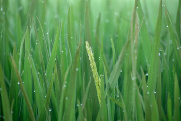 Paddy grass field in dew drops