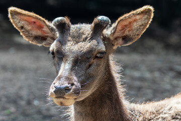 Young male deer (Cervus elaphus corsicanus)