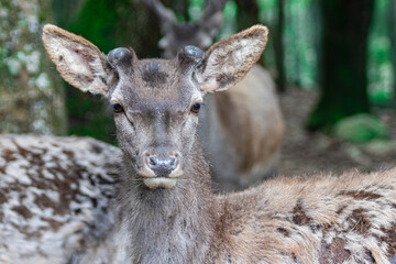 Young male deer (Cervus elaphus corsicanus)