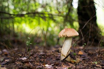Boletus mushroom with a white cap in the grass under a tree.