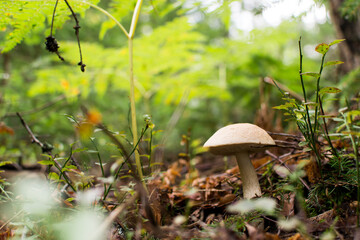 Boletus mushroom with a white cap in the grass under a tree.