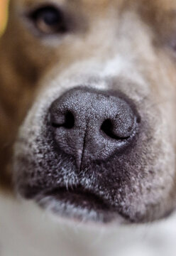 Close-up of a dog's nose. American Staffordshire Terrier. Dog model. Wet nose, devotion. Postcard, photo, advertising, wallpaper, presentation.