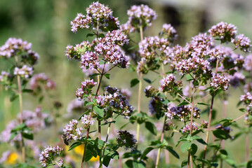 Thickets of oregano (Origanum vulgare).