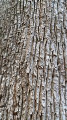 bark of a tree