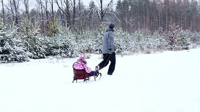 Dad rides a little daughter on a sleigh in the winter forest during snowfall. Happy family has fun in winter nature