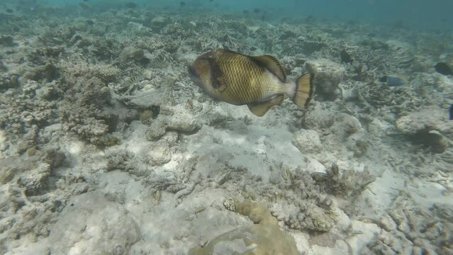 a giant triggerfish in the coral reef	