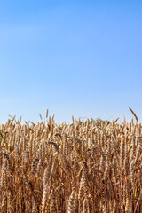 Field of wheat, rye, grain. Golden spikelets close-up. Ukrainian landscape. Blue sky, yellow field. Postcard, photo, advertising, vertical wallpaper.