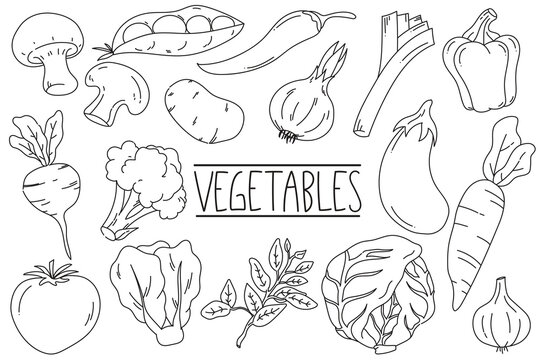 Hand drawn set of Vegetables doodle illustrations. Organic Vegetarian. Carrot, potato, chili, mushroom, broccoli, tomato, onion, etc.