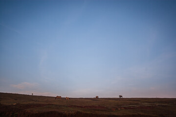 Fototapeta na wymiar A prairie grassland on the outskirts of Da Lat