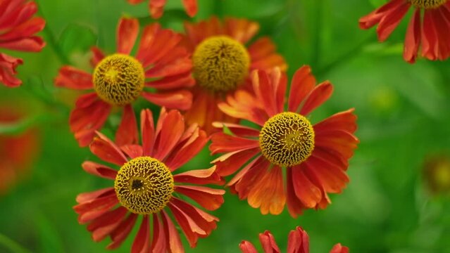 Helenium Flowers. Close up of beautiful Autumn flowers large-flowered sneezeweed or annual aster in red colors blooming in the garden in summer season. Green blurred background. Copy Space for text	
