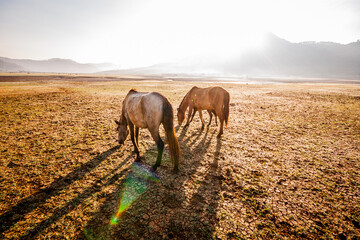 Horses are grazing and playing in a valley at the foot of Lang Bien mountain in DA LAT