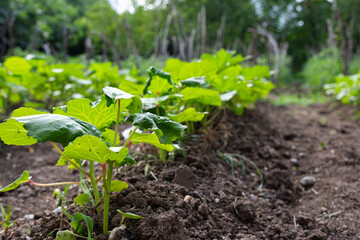 Okra plant growing in home garden. Lady finger farming on a sunny summer day, organic farming...