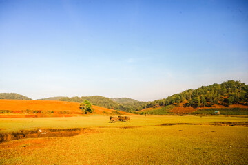 Fototapeta premium The buffalo herd is resting in life