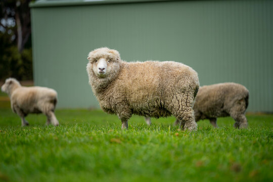 flock of sheep under gum trees in summer on a regenerative agricultural farm in New Zealand. Stud Merino sheep