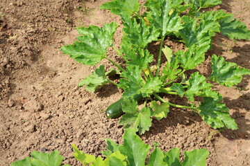 Zucchini plant. Zucchini flower. Green vegetable marrow growing on bush