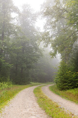 Fototapeta na wymiar Waldweg bei Nebel