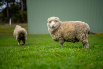 Sheep in a field. Merino sheep, grazing and eating grass in New zealand and Australia