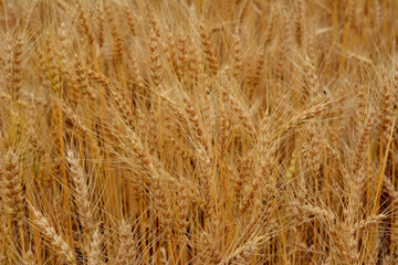 pattern of the wheat field with ripe ears of wheat isolated wallpaper