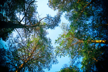 Looking up at the sky through the tops of tall trees in the forest. Vintage camera effect on image