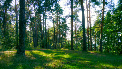 Beautiful summer landscape in a pine forest