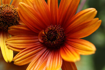 a close up of Heliopsis helianthoides var. scabra 'Bleeding Hearts