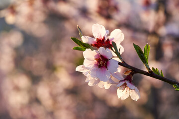 Almond tree blossoms in springtime, closeup
