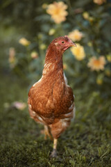 Photo of a young red hen in a summer garden.