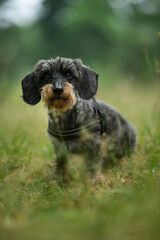 Rough haired dachshund sitting in a meadow