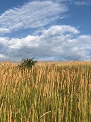 Landscape. The wild nature. The sky and the field. Field grasses