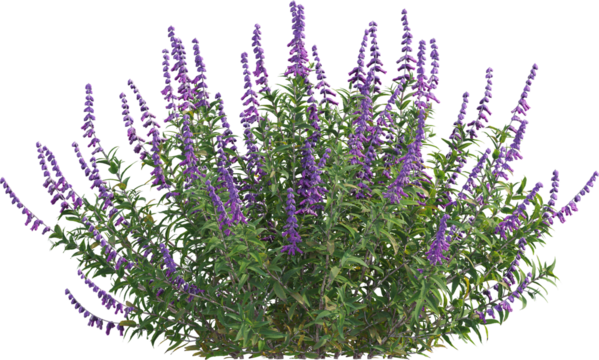 Side view of sage plant