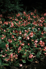 Red begonia flowers close-up illuminated by sunlight