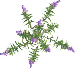 Top view of sage plant